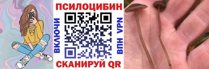 Псилоцибиновые грибы Psilocybe  Купить  Бутурлиновка 